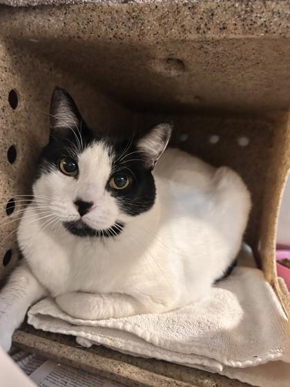 Fifi, Adoptable, Adult Female Domestic Short Hair & Domestic Short Hair.