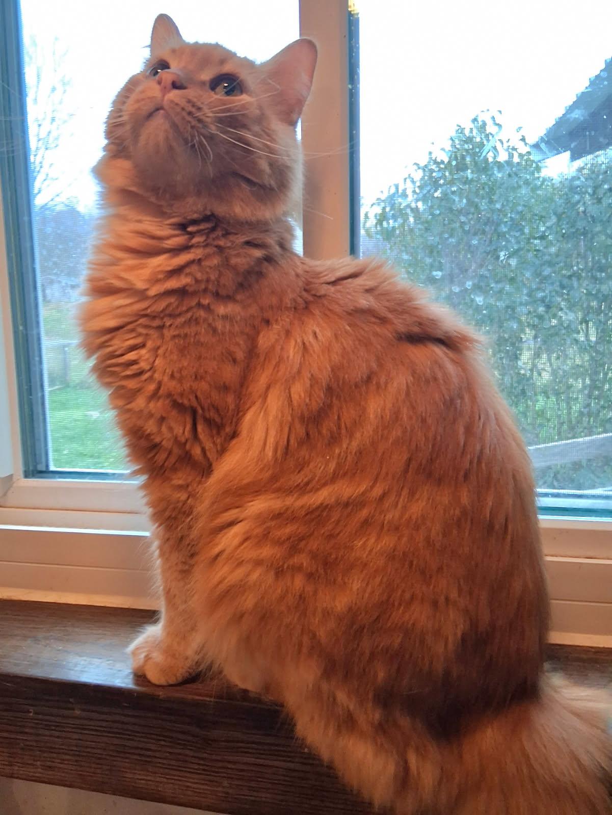 Kringle, Adoptable, Adult Male Domestic Long Hair.