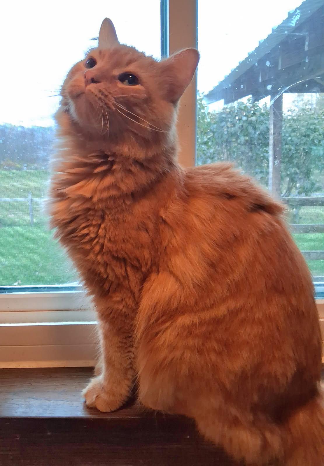 Enlarge Kringle, a Adoptable mixed breed in Sodus, NY image 2/2