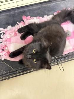 Boo, adopted, Young Male Domestic Long Hair.