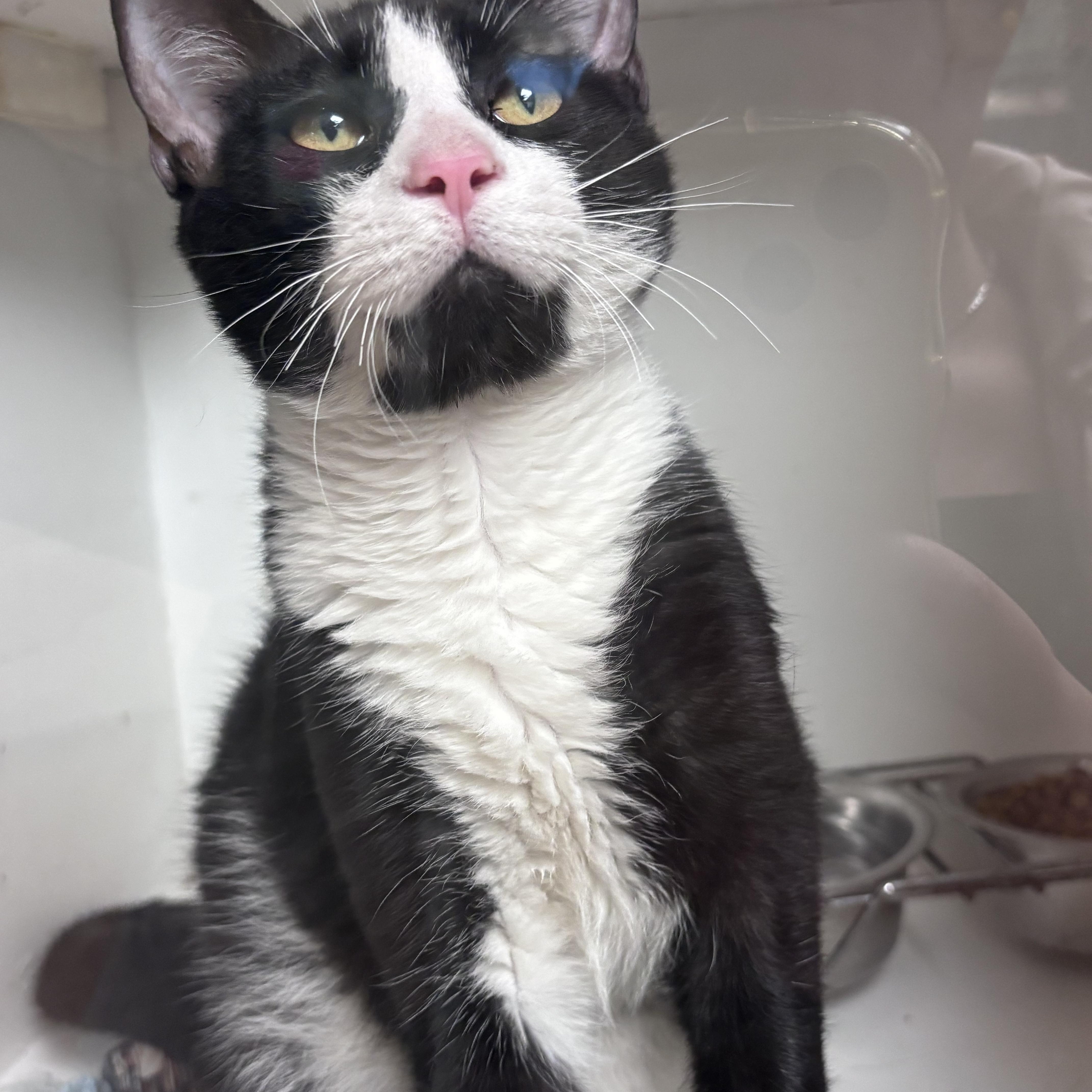 Felix, Adoptable, Young Male Domestic Short Hair.