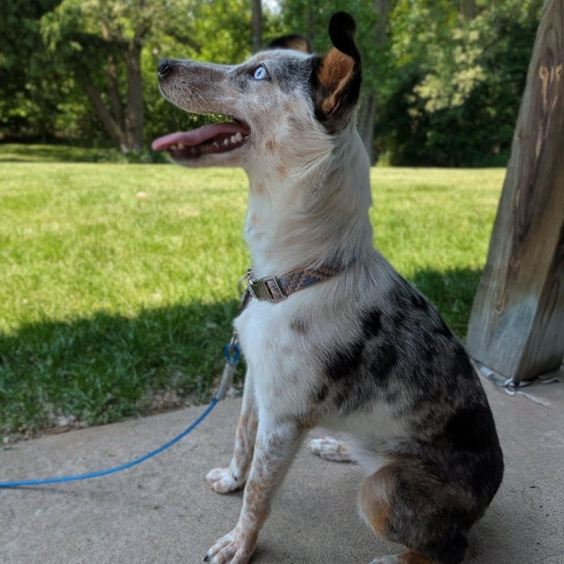 Shelly, an adopted Australian Shepherd in Rochester, NY image 3/4