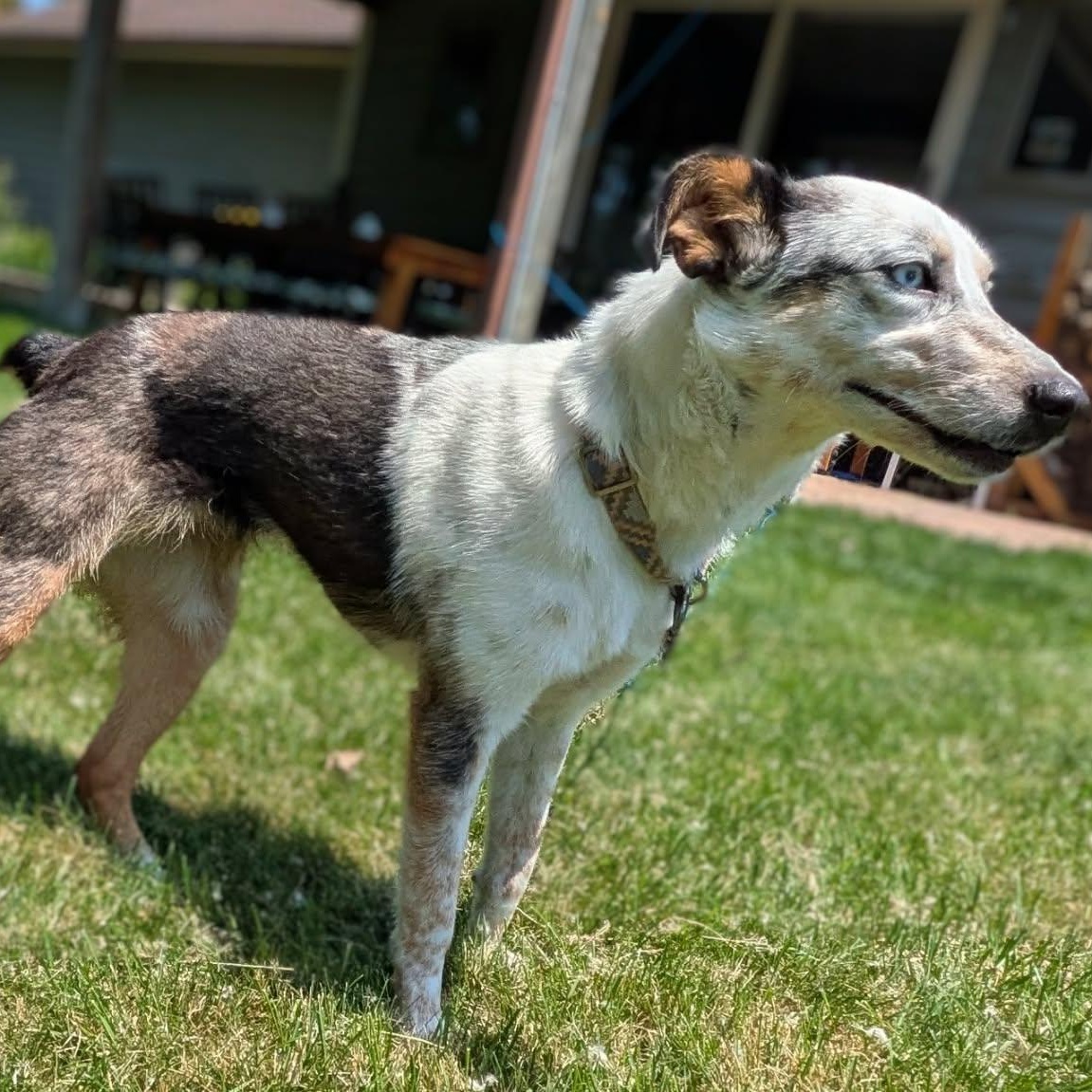 Shelly, an adopted Australian Shepherd in Rochester, NY image 4/4
