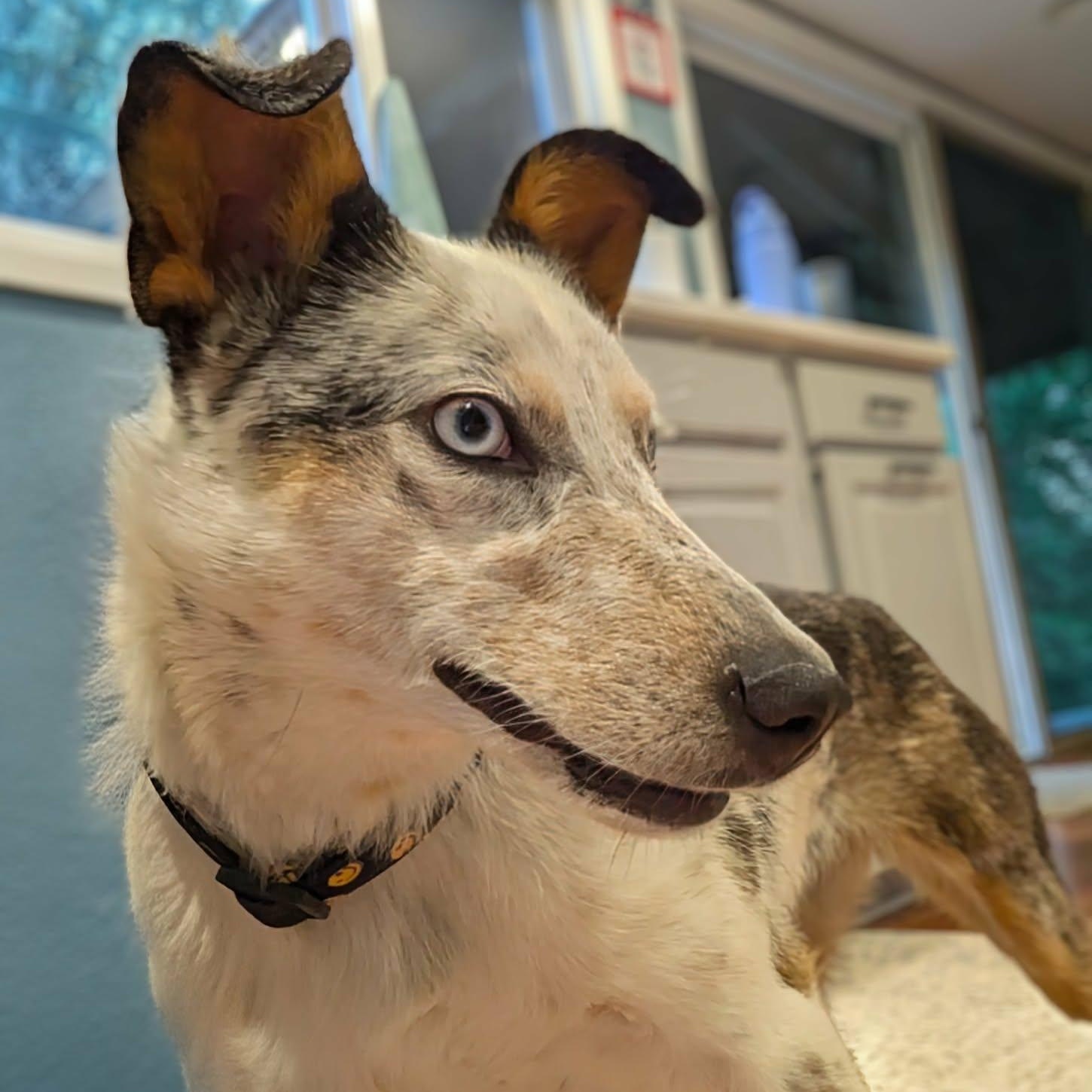 Shelly, adopted, Young Female Australian Shepherd.