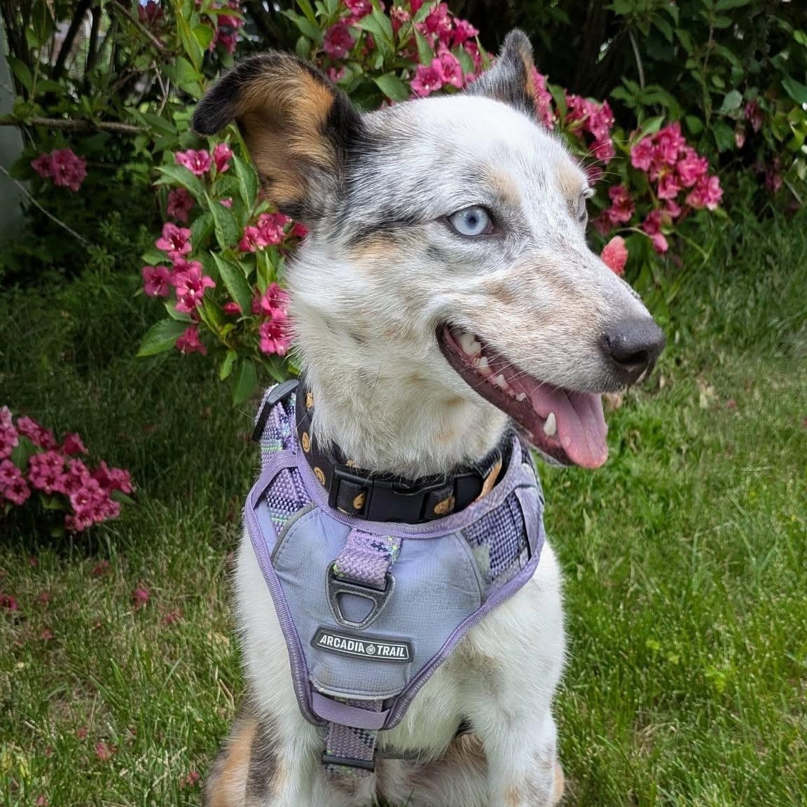 Shelly, an adopted Australian Shepherd in Rochester, NY image 2/4