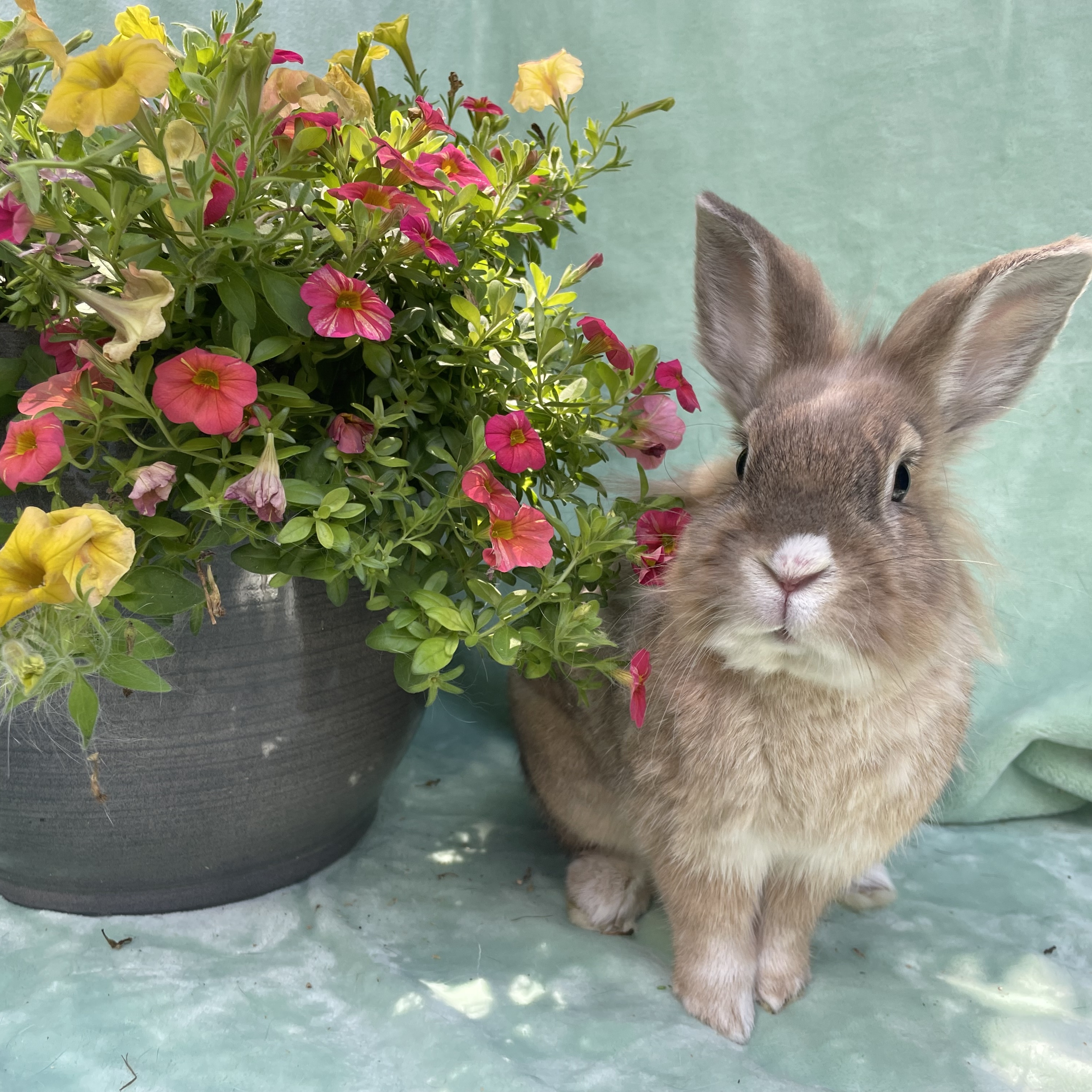 Henry, an adoptable Lionhead in Indianapolis, IN image 5/6