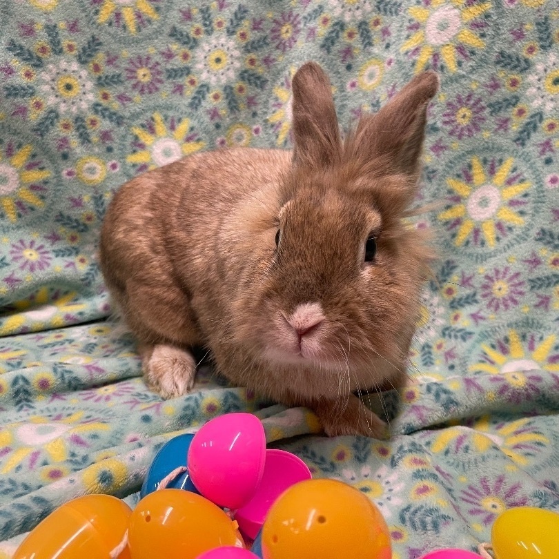 Henry, an adoptable Lionhead in Indianapolis, IN image 1/6