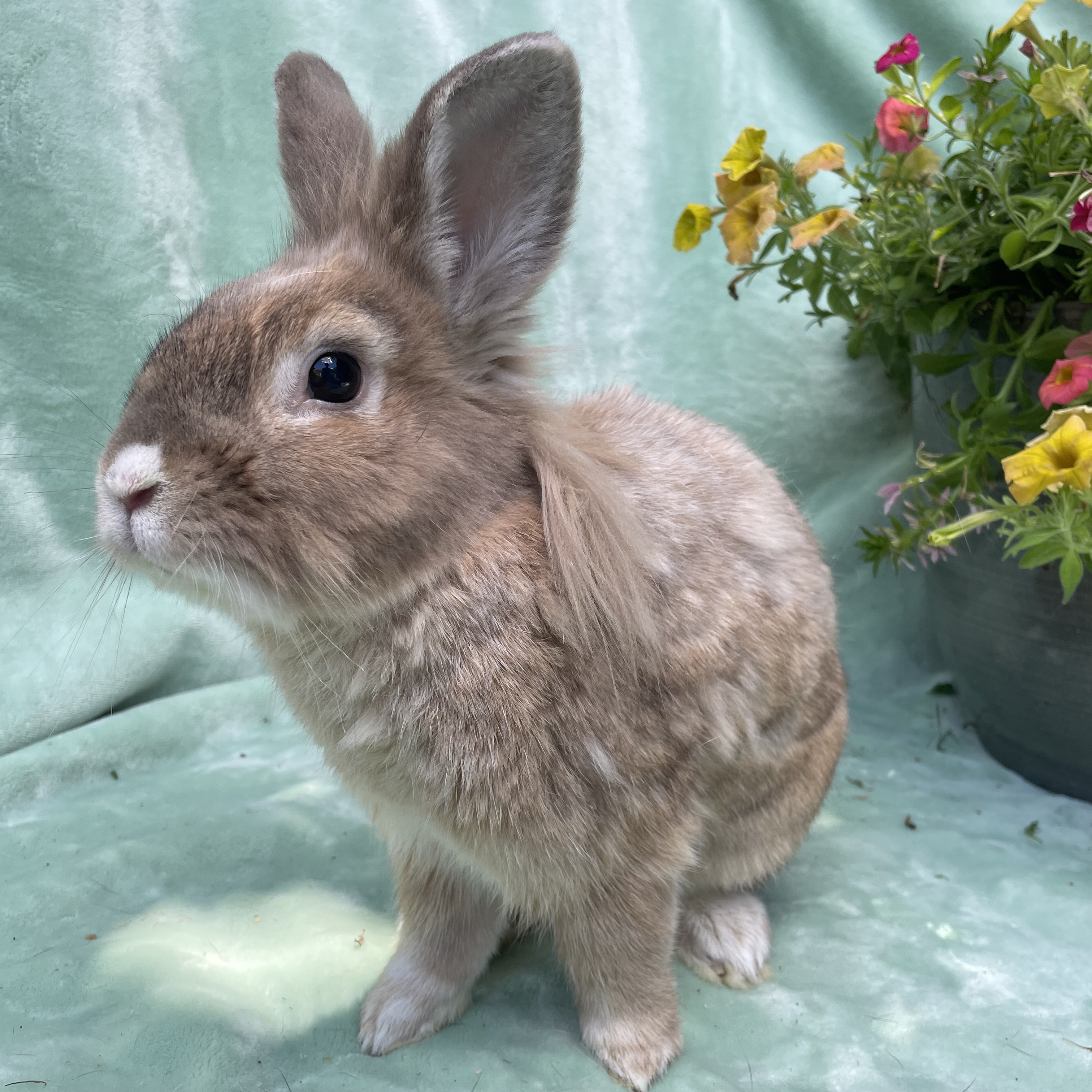 Henry, an adoptable Lionhead in Indianapolis, IN image 6/6