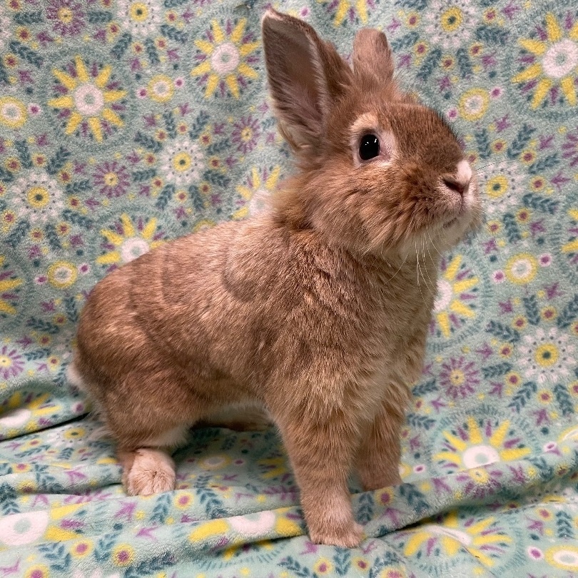 Henry, an adoptable Lionhead in Indianapolis, IN image 2/6