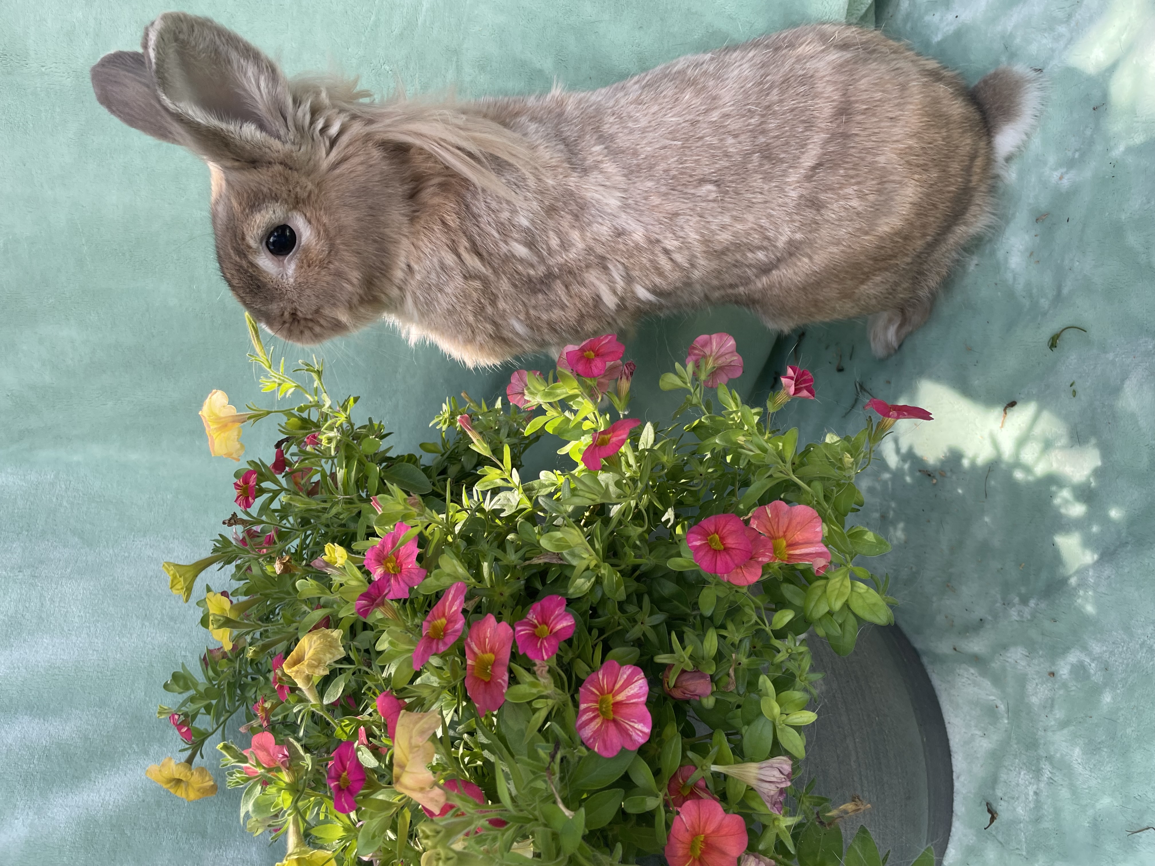 Henry, an adoptable Lionhead in Indianapolis, IN image 4/6