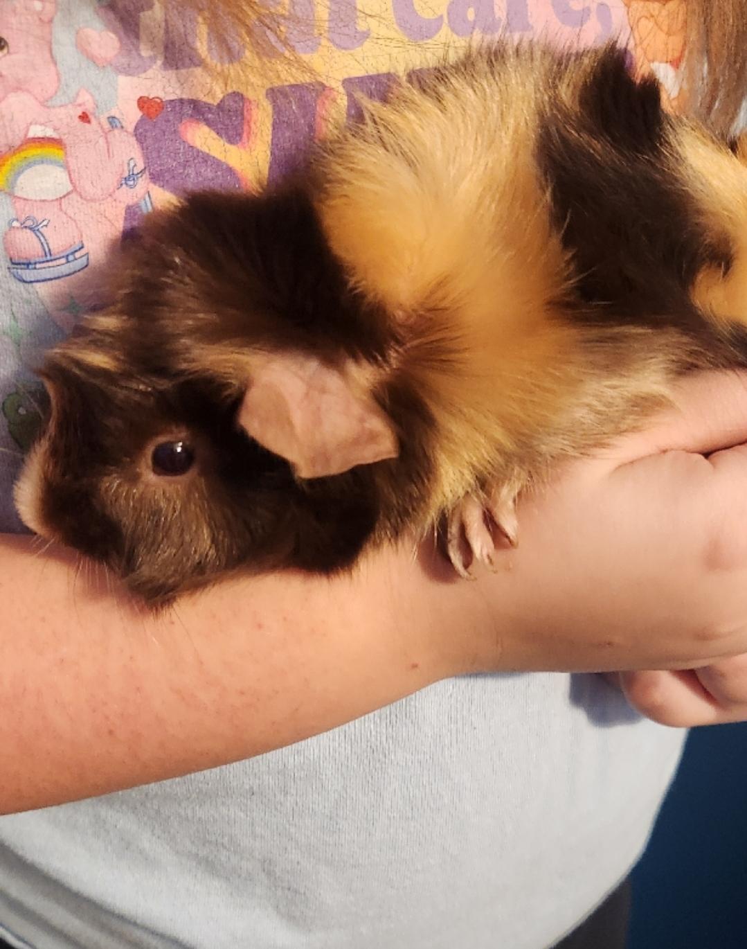 Enlarge Muffin & Meadows , a ADOPTABLE Abyssinian in West Chester, OH image 3/3