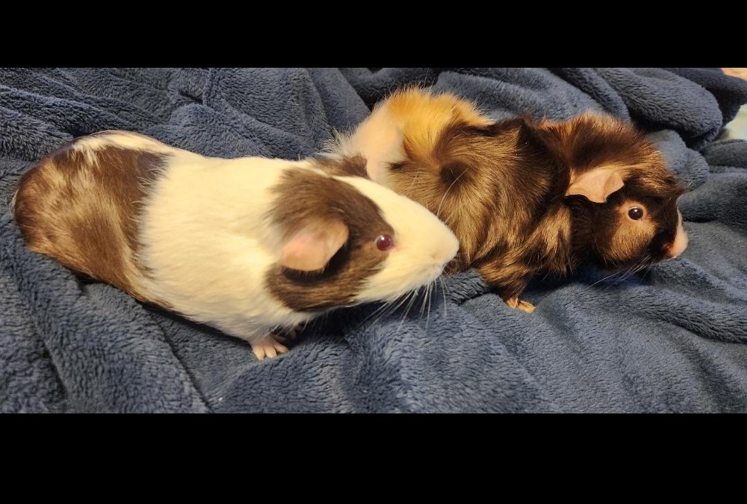 Enlarge Muffin & Meadows , a ADOPTABLE Abyssinian in West Chester, OH image 1/3