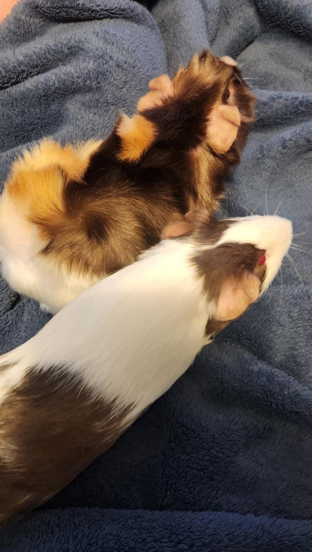 Enlarge Muffin & Meadows , a ADOPTABLE Abyssinian in West Chester, OH image 2/3