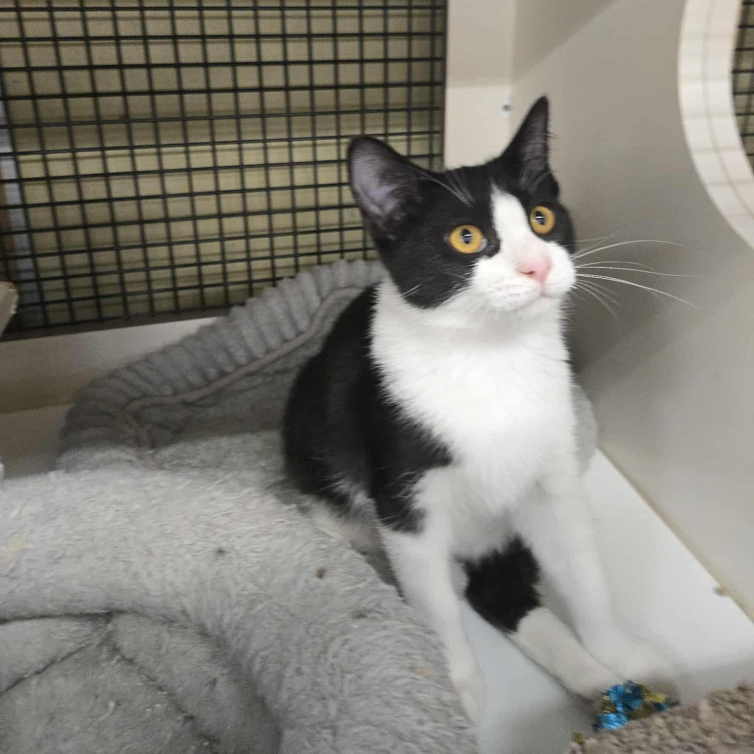 Lancelot, a Adoptable Domestic Short Hair in Concord, CA image 3/3