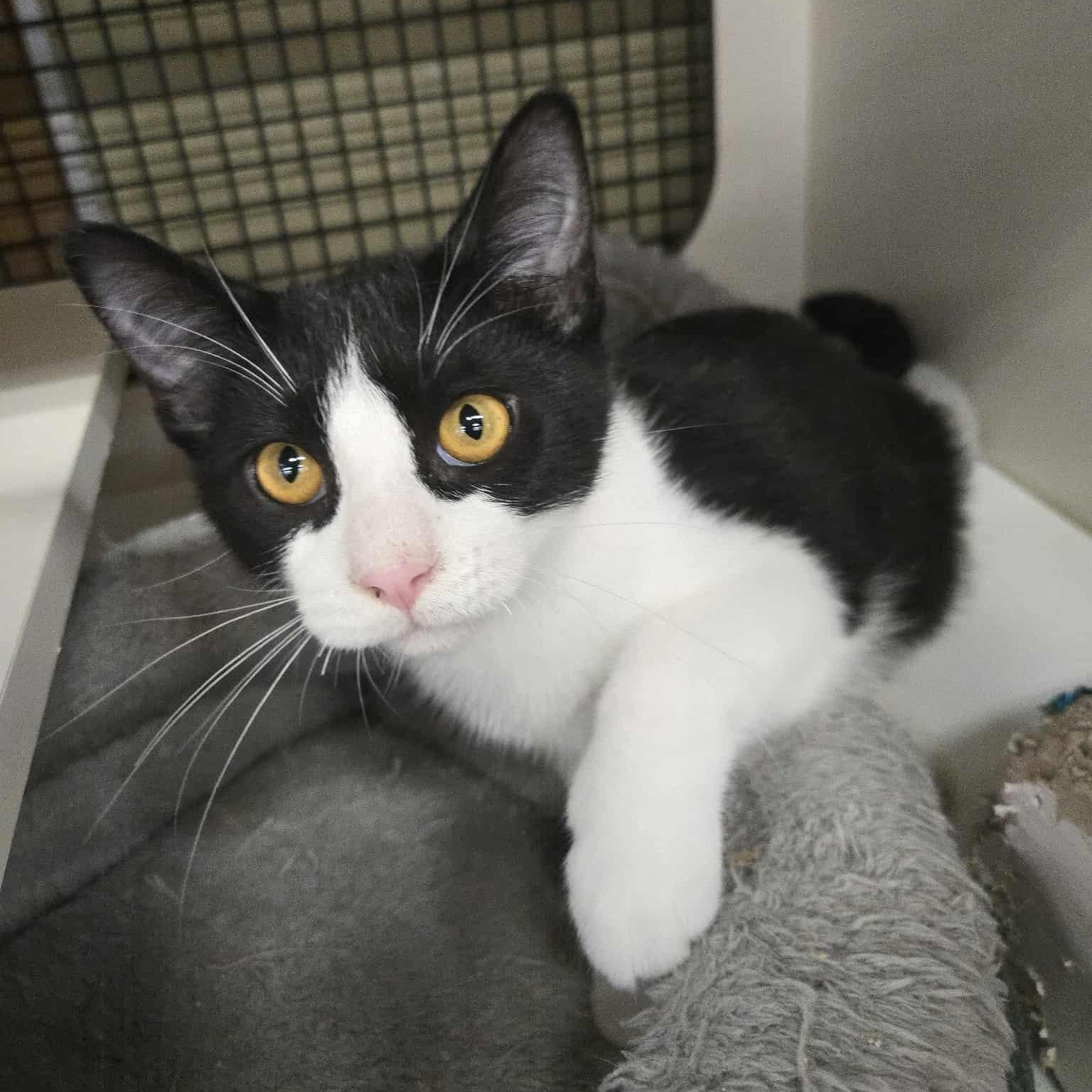 Lancelot, a Adoptable Domestic Short Hair in Concord, CA image 1/3