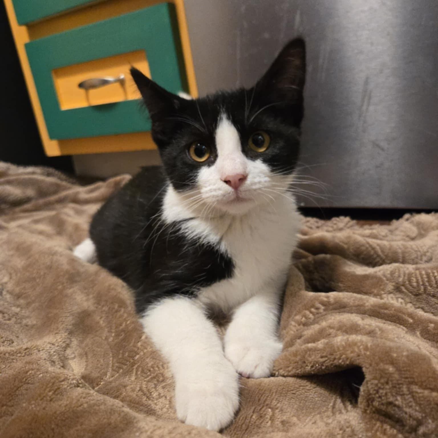 Lancelot, Adoptable, Young Male Domestic Short Hair.