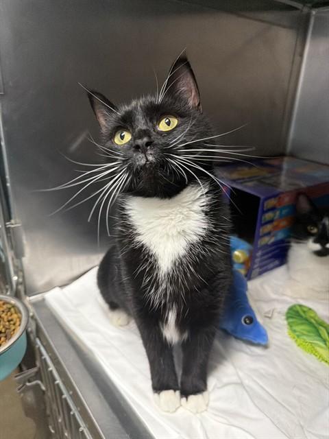 Enlarge GREEN BEAN, a Adoptable Domestic Short Hair in Fort Walton Beach, FL image 1/1