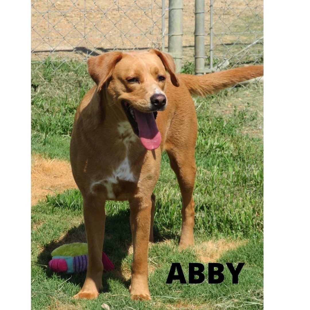 Dog for adoption Abby bonded with Max, a Mixed Breed in Southaven