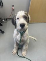 Elton (the dog) 47270, a ADOPTABLE Mixed Breed in Oklahoma City, OK image 3/3