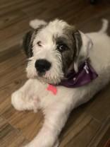 Elton (the dog) 47270, a ADOPTABLE Mixed Breed in Oklahoma City, OK image 2/3