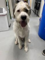 Elton (the dog) 47270, ADOPTABLE, Adult Male Mixed Breed.
