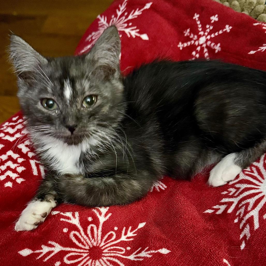 Miss Demeanor, Adoptable, Kitten Female Domestic Medium Hair.