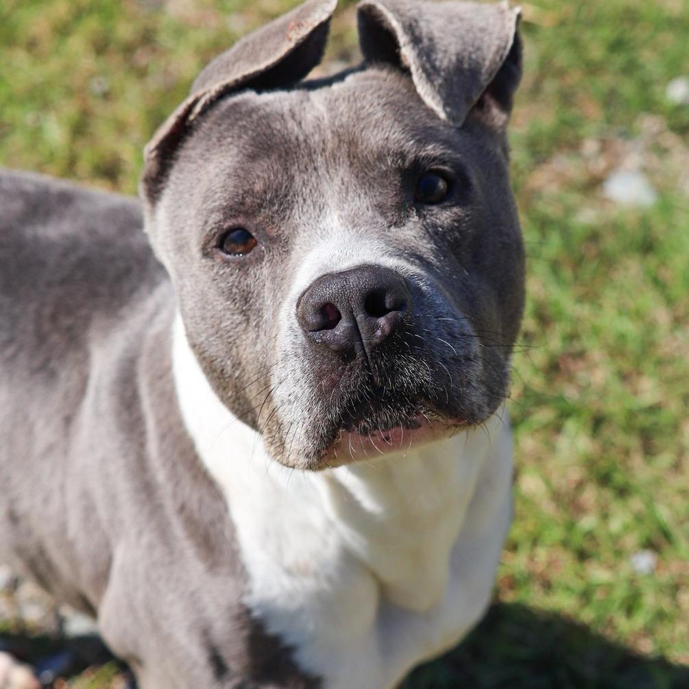 Enlarge Kona, a Adoptable mixed breed in Richmond Hill, GA image 1/6