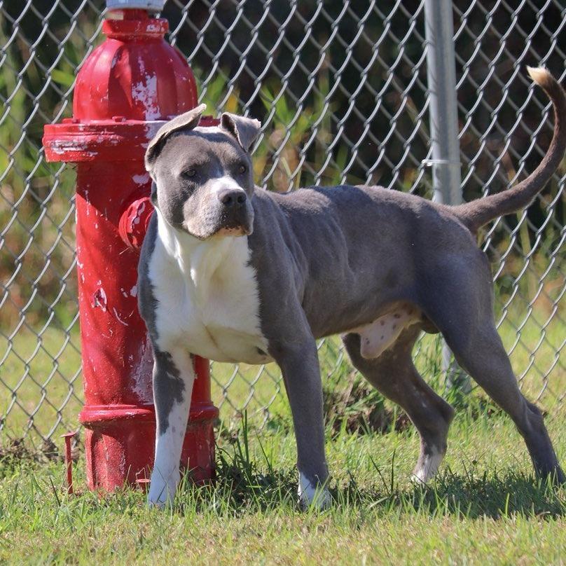 Enlarge Kona, a Adoptable mixed breed in Richmond Hill, GA image 2/6