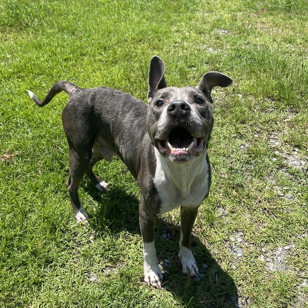 Enlarge Kona, a Adoptable mixed breed in Richmond Hill, GA image 3/6