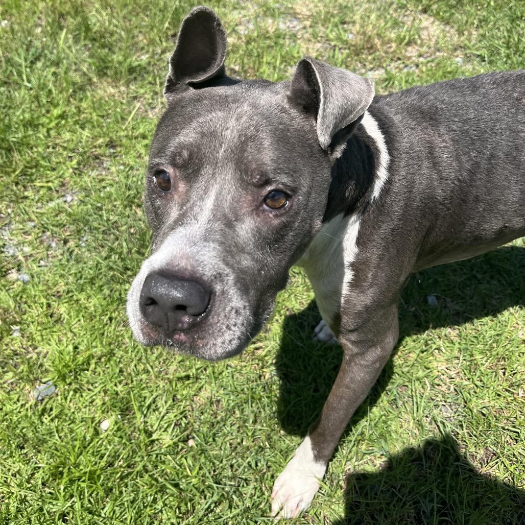 Enlarge Kona, a Adoptable mixed breed in Richmond Hill, GA image 4/6