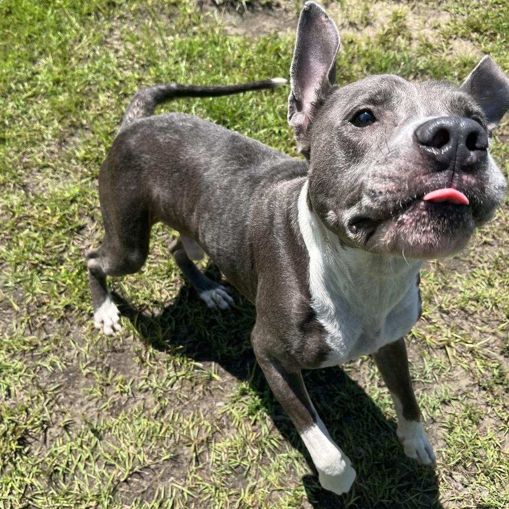 Enlarge Kona, a Adoptable mixed breed in Richmond Hill, GA image 6/6