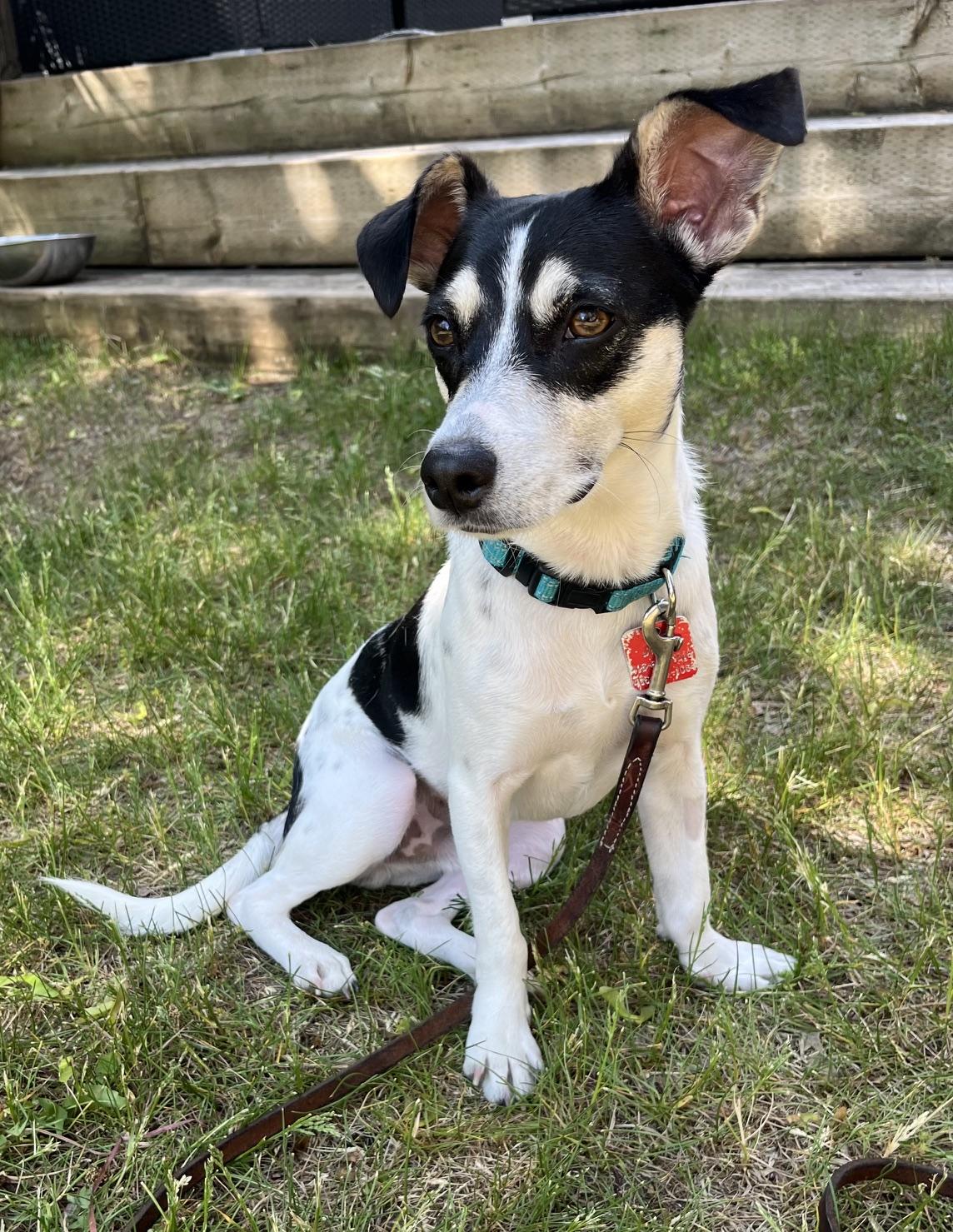 Enlarge Zak, a ADOPTABLE Jack Russell Terrier in Hamilton, ON image 5/6