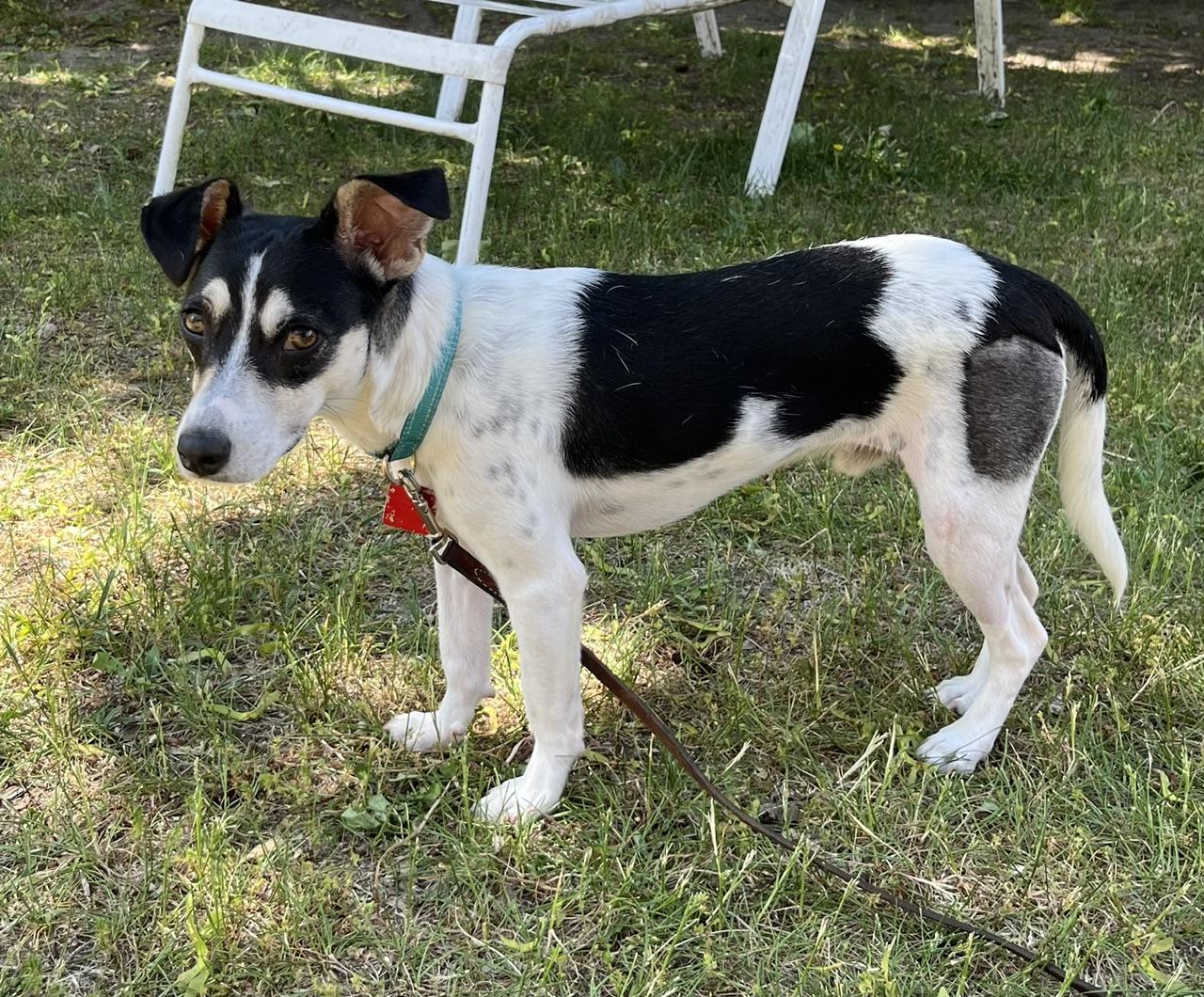 Enlarge Zak, a ADOPTABLE Jack Russell Terrier in Hamilton, ON image 3/6