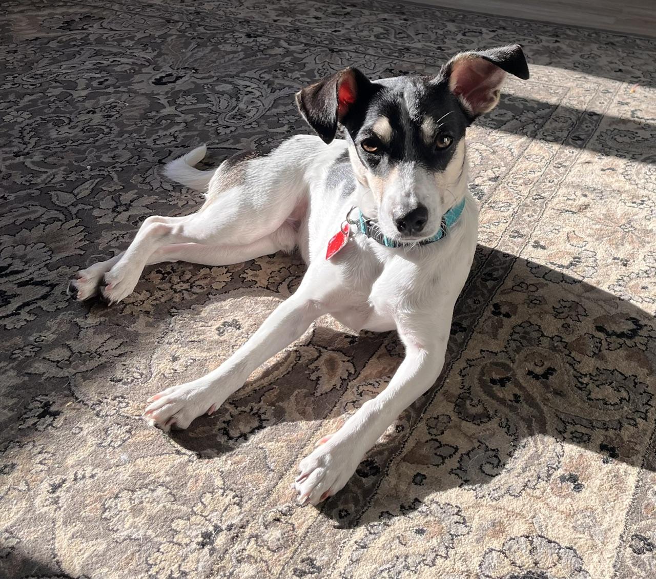 Enlarge Zak, a ADOPTABLE Jack Russell Terrier in Hamilton, ON image 4/6