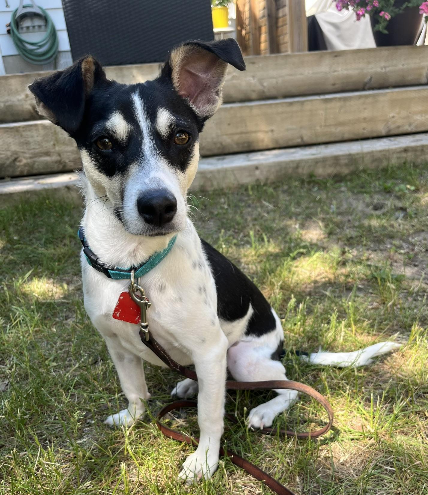 Zak, ADOPTABLE, Young Male Jack Russell Terrier.
