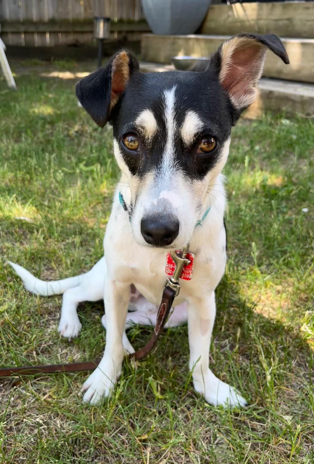 Enlarge Zak, a ADOPTABLE Jack Russell Terrier in Hamilton, ON image 6/6