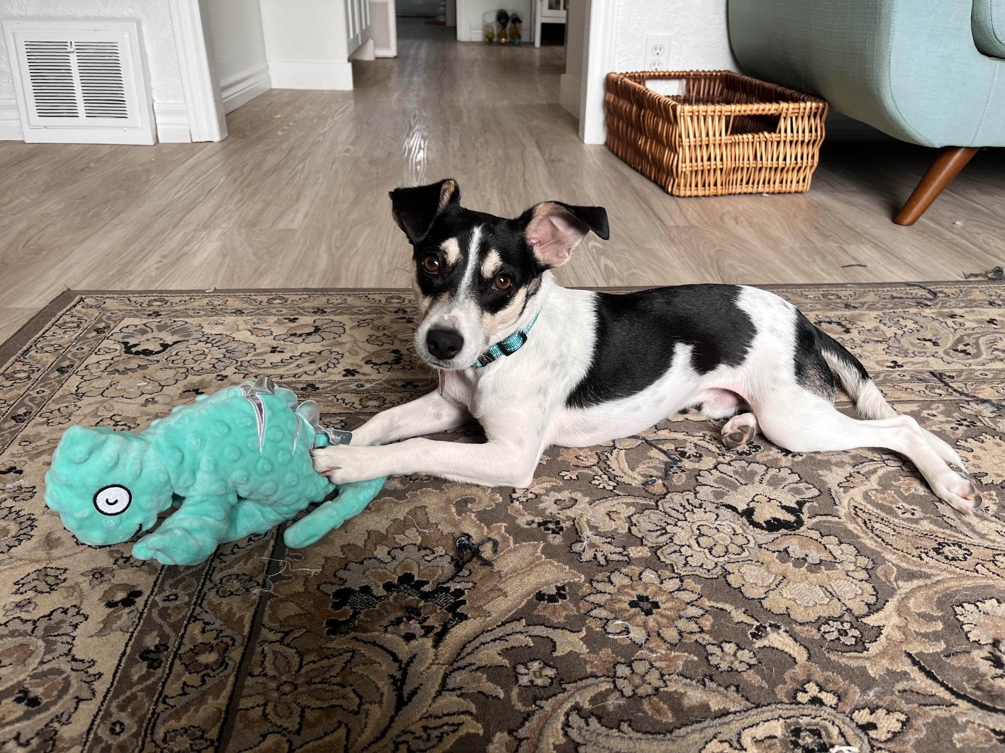Enlarge Zak, a ADOPTABLE Jack Russell Terrier in Hamilton, ON image 2/6