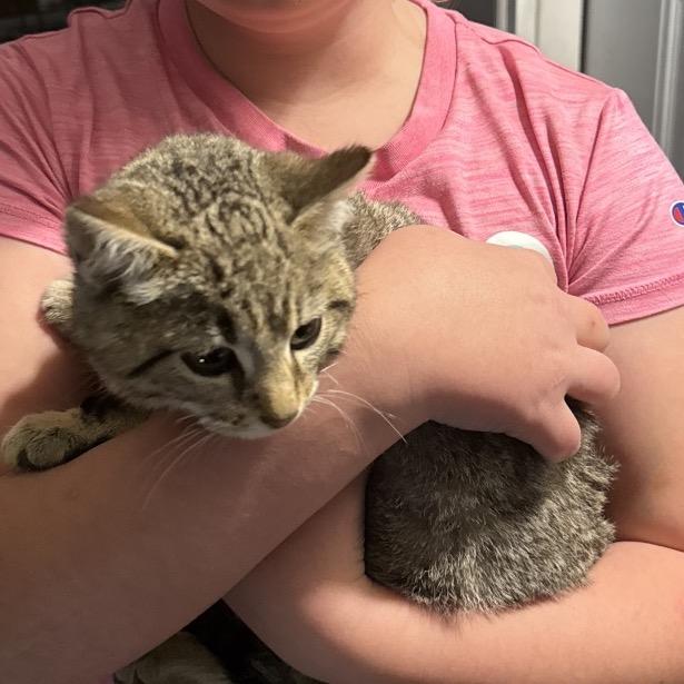 Enlarge Roxanne (Roxy), a Adoptable Domestic Short Hair in Tupelo, MS image 1/1
