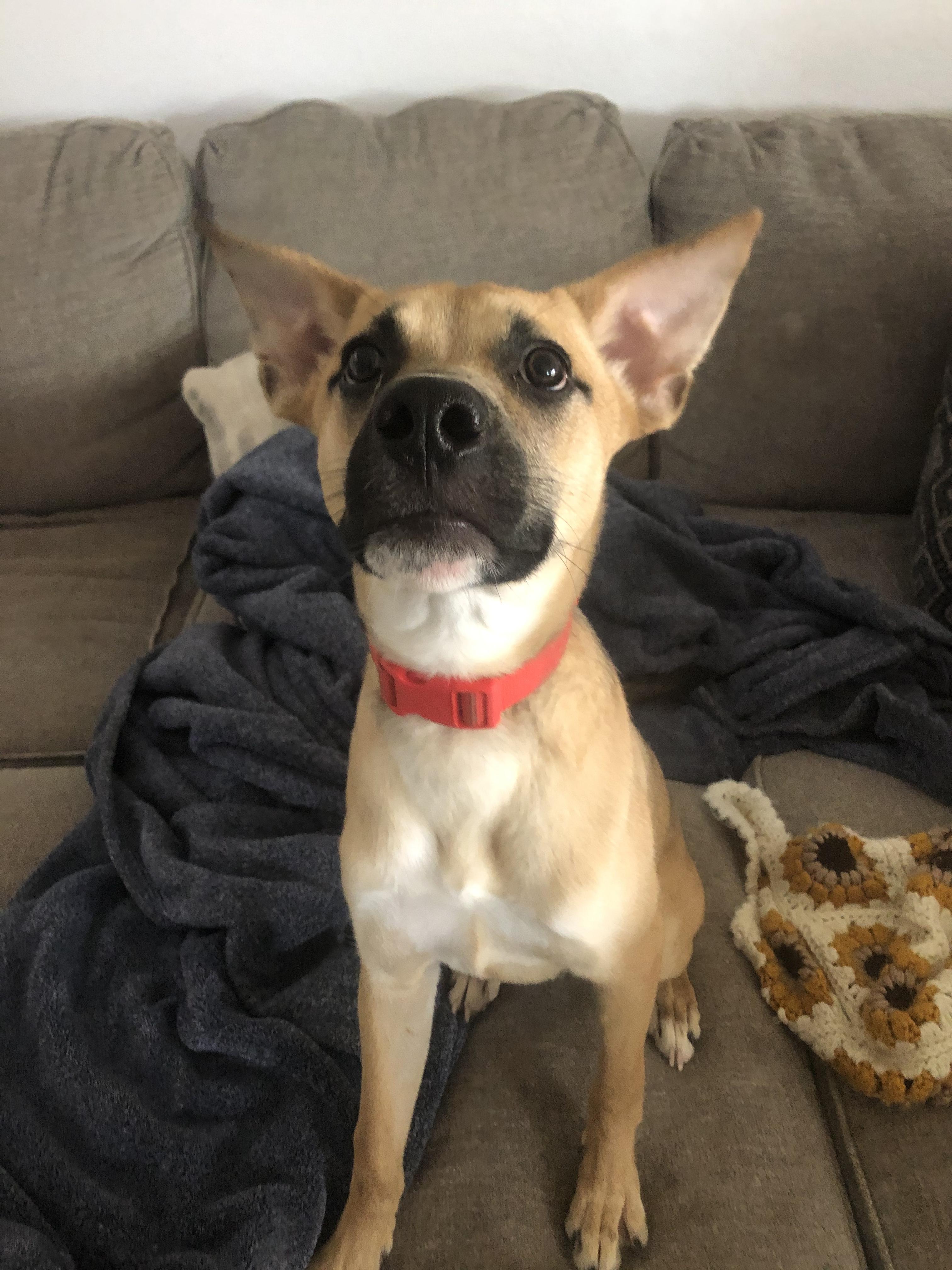 Pretzel, Adoptable, Puppy Male German Shepherd Dog.