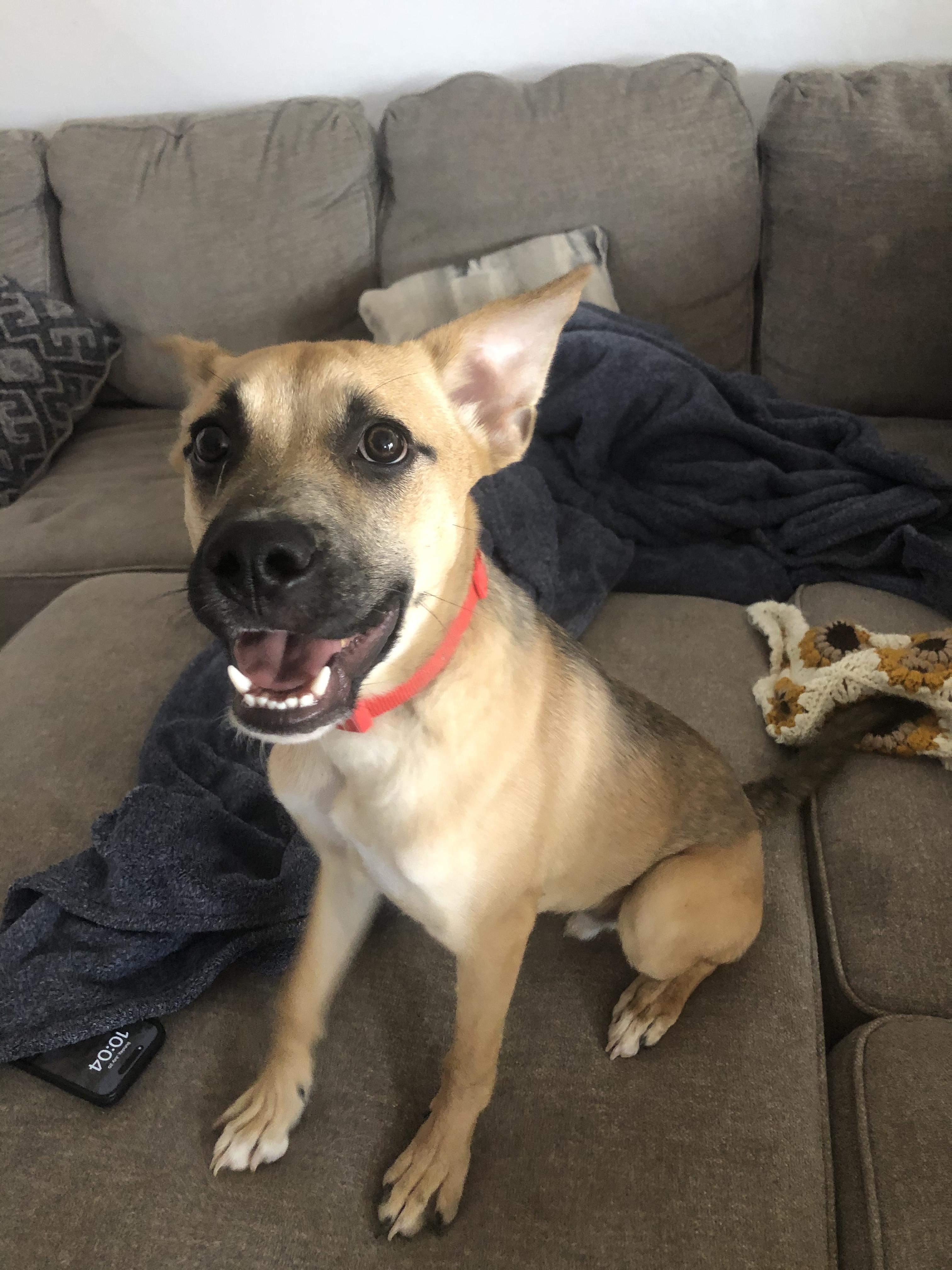 Enlarge Pretzel, a Adoptable mixed breed in San Tan Valley, AZ image 2/3