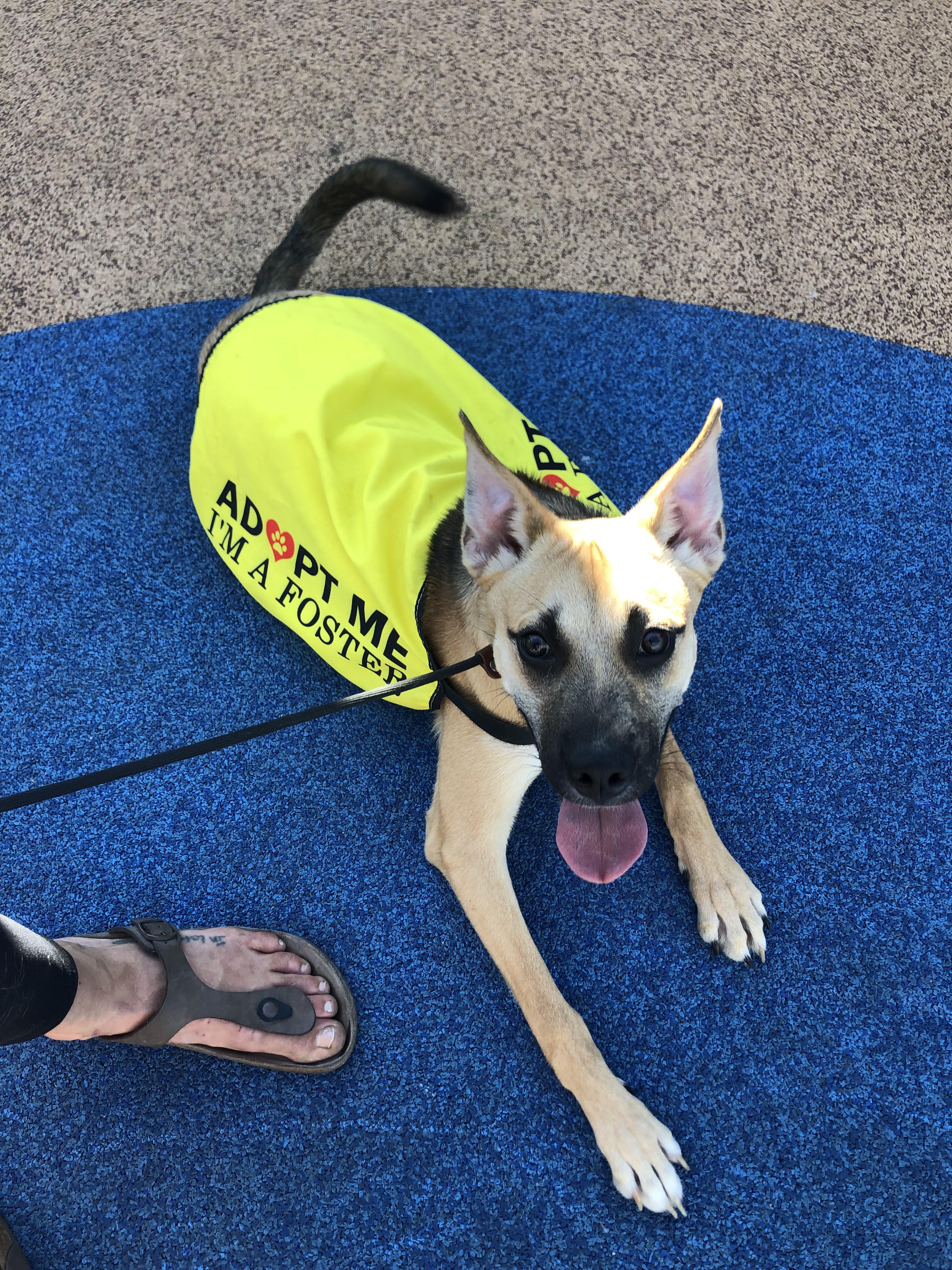Enlarge Pretzel, a Adoptable mixed breed in San Tan Valley, AZ image 3/3