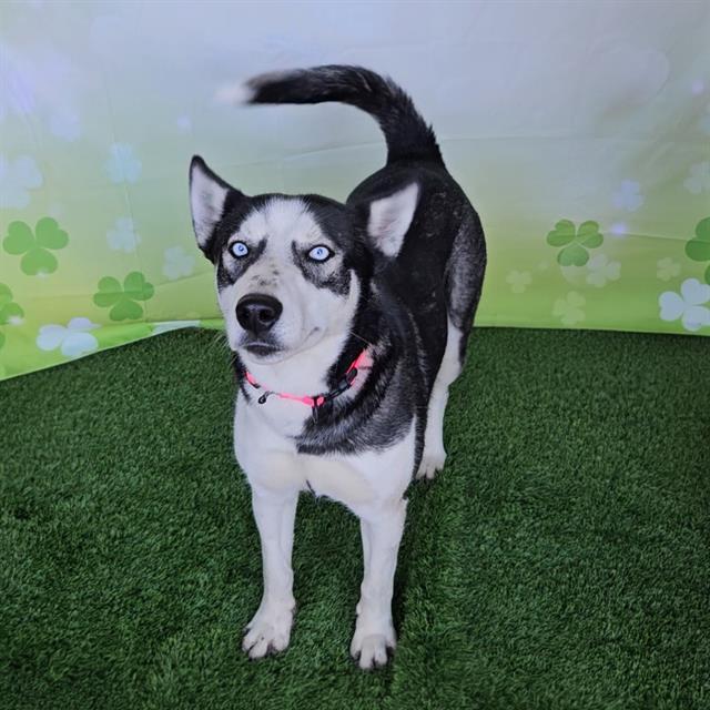 Enlarge SADIE, a Adoptable Siberian Husky in Wylie, TX image 1/1