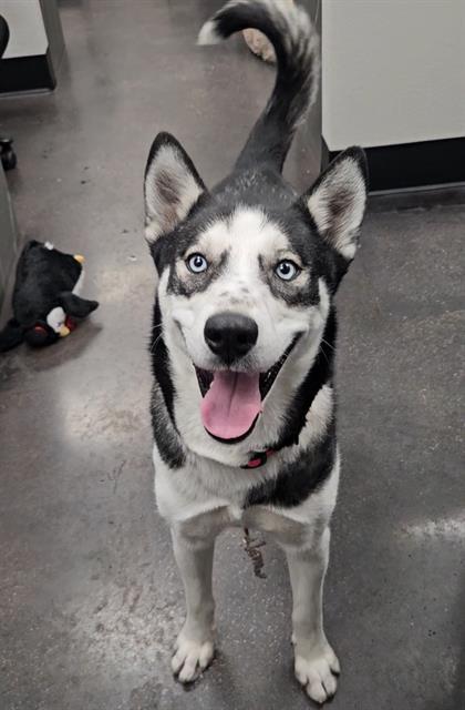 SADIE, Adoptable, Young Female Siberian Husky.