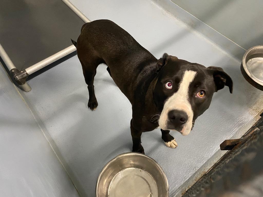 Enlarge Carson, a Adoptable mixed breed in Cartersville , GA image 1/2