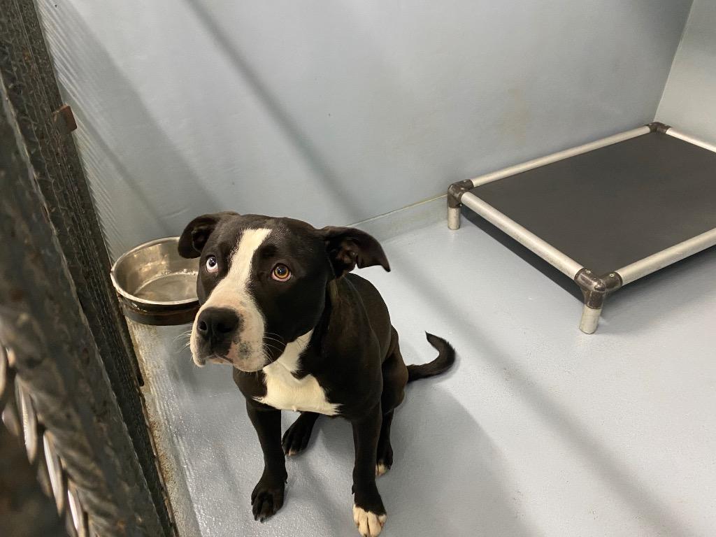 Enlarge Carson, a Adoptable mixed breed in Cartersville , GA image 2/2