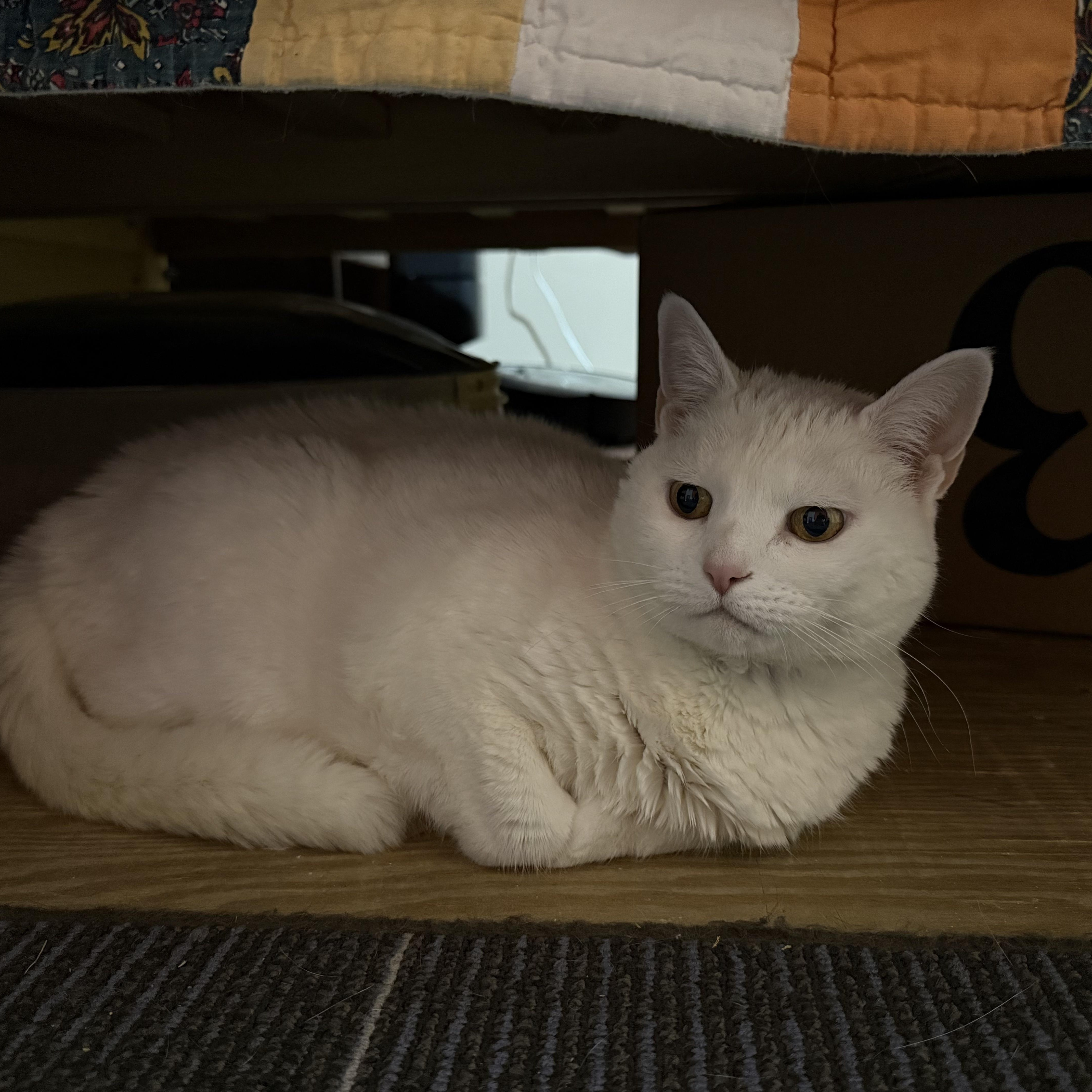 Enlarge Iladora, a Adoptable Domestic Short Hair in Oswego, NY image 2/6