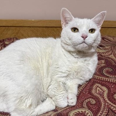Enlarge Iladora, a Adoptable Domestic Short Hair in Oswego, NY image 1/6