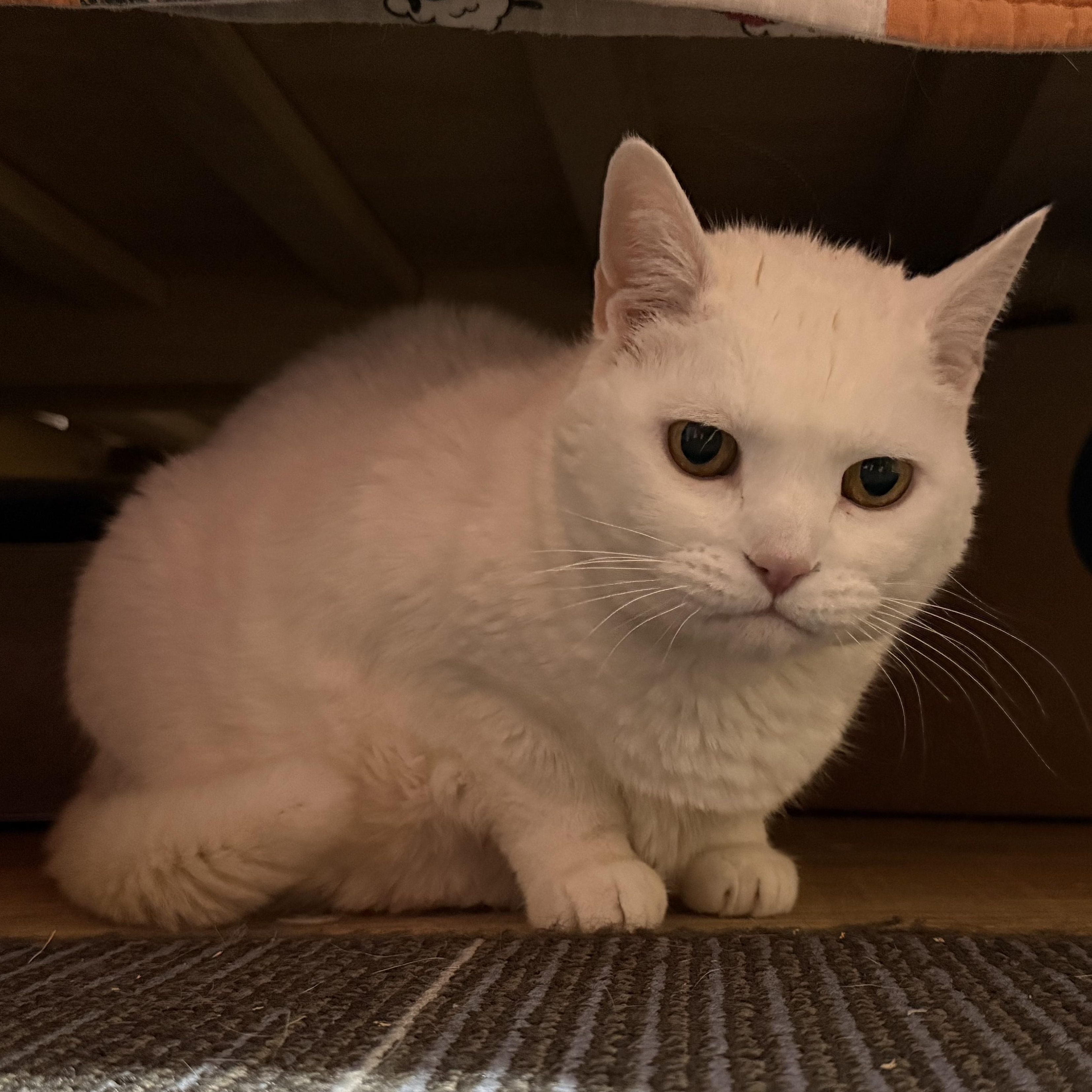 Enlarge Iladora, a Adoptable Domestic Short Hair in Oswego, NY image 5/6