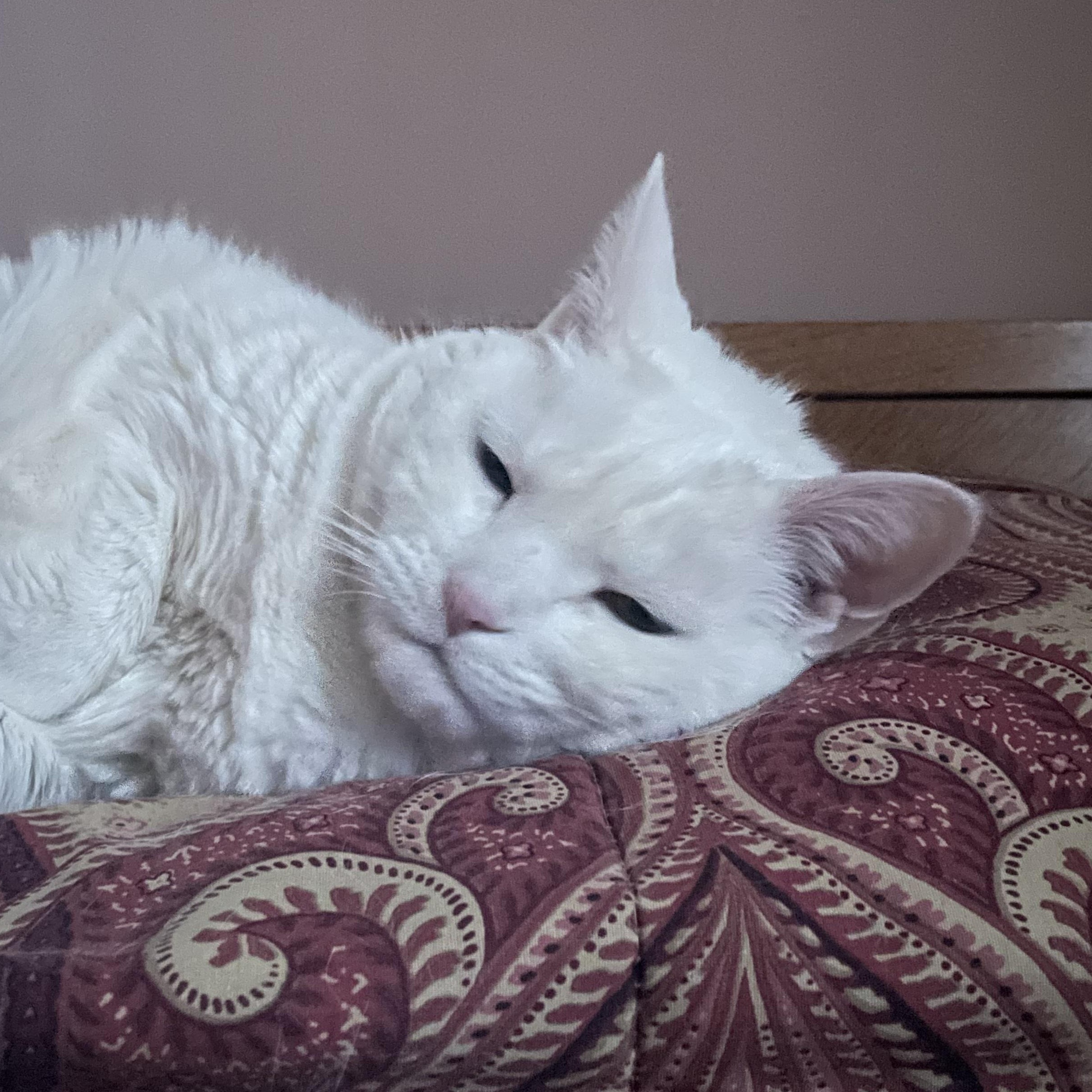 Enlarge Iladora, a Adoptable Domestic Short Hair in Oswego, NY image 6/6