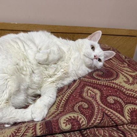 Enlarge Iladora, a Adoptable Domestic Short Hair in Oswego, NY image 4/6